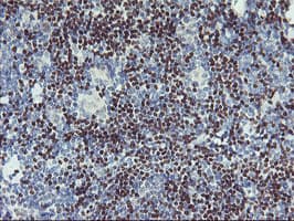 GBA3 / CBG Antibody (clone OTI3E8)