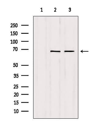 SENP2 Antibody