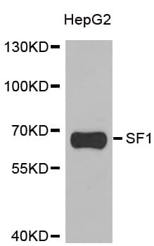 SF1 Antibody