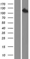 Human EPHA5 / EPH Receptor A5 Protein (Over-Expression Lysate Myc-DDK (Flag))
