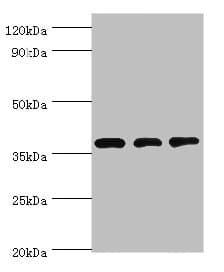STRAP / MAWD Antibody (aa1-350)