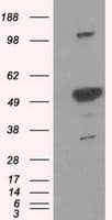 PSMC3 Antibody (clone OTI9C11)
