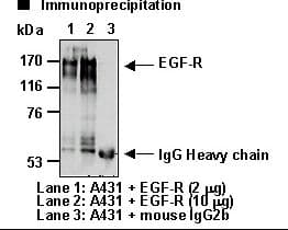 EGFR Antibody (clone 6F1)