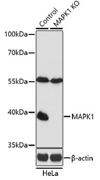 Polyclonal Rabbit anti-Human MAPK1 / ERK2 Antibody (IHC, WB)