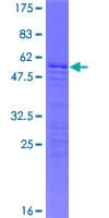 Human H1FOO Protein (Recombinant GST)