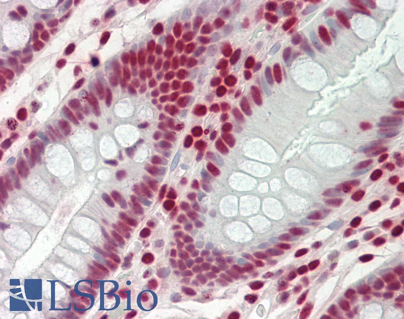 IHC-plus™ APEX1 / APE1 Antibody (clone 6E10)