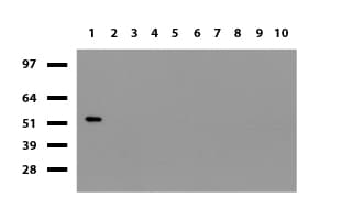 PDCD1 / CD279 / PD-1 Antibody (clone UMAB199, Carrier-free)