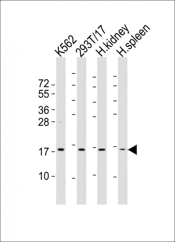 NFE4 / NF-E4 Antibody (aa102-136)