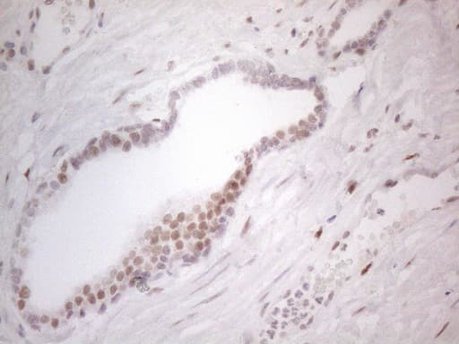 HDAC2 Antibody (aa415-488, clone OTI7E10)
