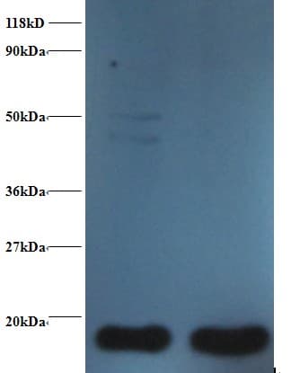 TXN / Thioredoxin / TRX Antibody (Biotin)