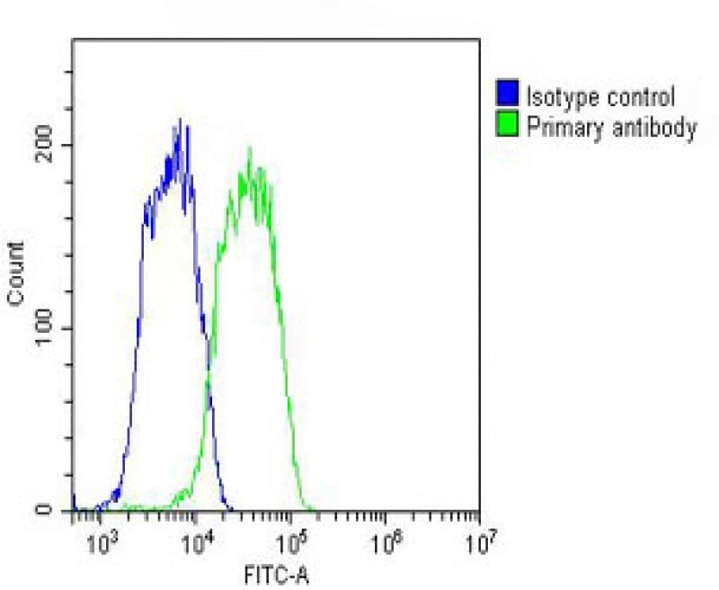 Polyclonal Rabbit anti-Human SLC29A2 / ENT2 Antibody (N-Terminus, IHC, WB)