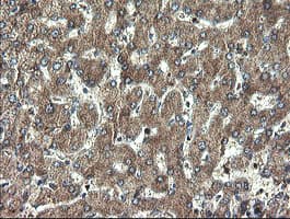 DOK7 Antibody (clone OTI1F7)