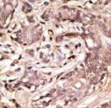 Polyclonal Rabbit anti-Human SUMO4 Antibody (aa34-63, IHC, WB)