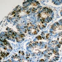 PTP4A3 Antibody