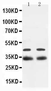 SOX2 Antibody (aa171-183)