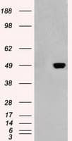 GFAP Antibody (clone OTI4D11)