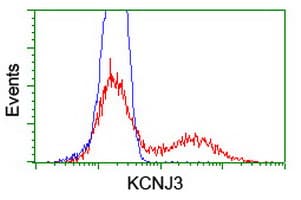 KCNJ3 / GIRK1 Antibody (clone OTI3E11)