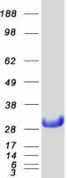 Human NOL3 / ARC Protein (Recombinant Myc-DDK (Flag))