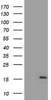 NDUFA5 Antibody (aa3-116, clone OTI1E8)