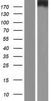 DSCAM Protein (Over-Expression Lysate Myc-DDK (Flag))
