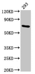 HSPA1A Antibody