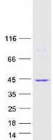 Human ZNF346 Protein (Recombinant Myc-DDK (Flag))