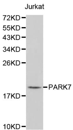 PARK7 / DJ-1 Antibody
