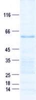 Human PIK3IP1 / HGFL Protein (Recombinant GST, N-terminus + His, C-terminus)