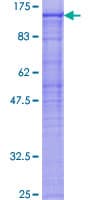 Human PCSK7 / PC7 Protein (Recombinant GST)