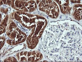 BBOX1 / BBOX Antibody (clone OTI2G1)
