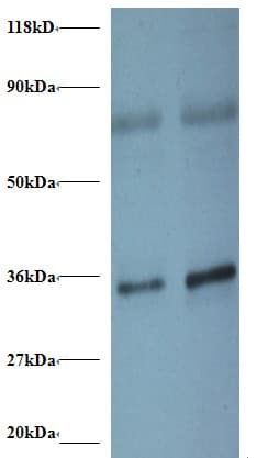 SNRPG Antibody