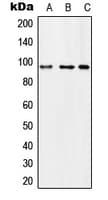 MCPH1 Antibody (N-Terminus)