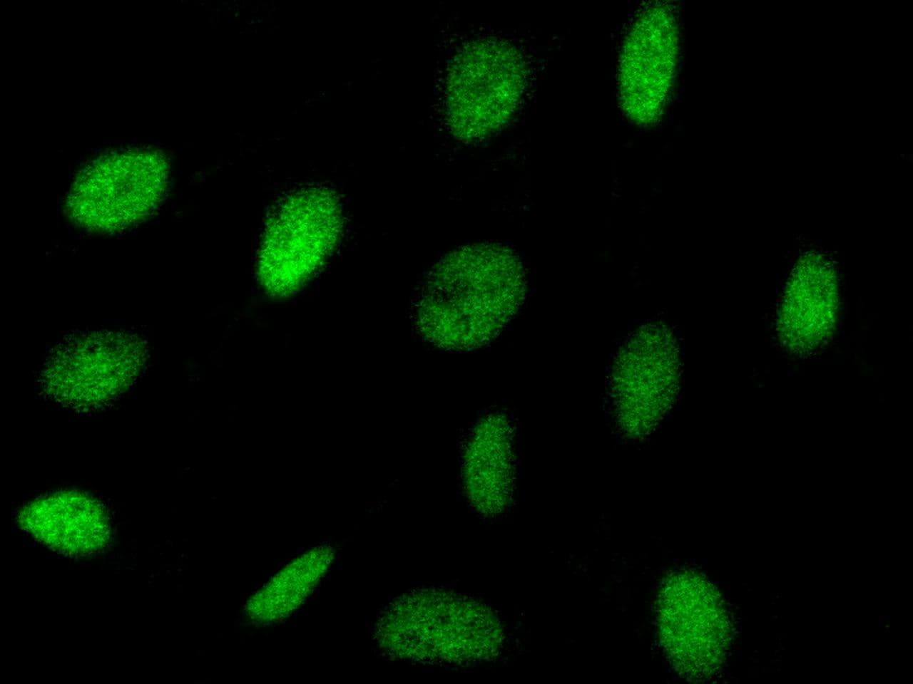 Polyclonal Rabbit anti-Human NRF1 / NRF-1 Antibody (Preservative Free, IHC, IF)