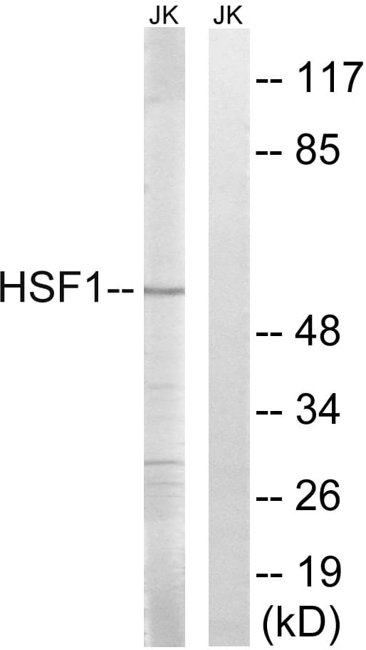 HSF1 Antibody (aa87-136)