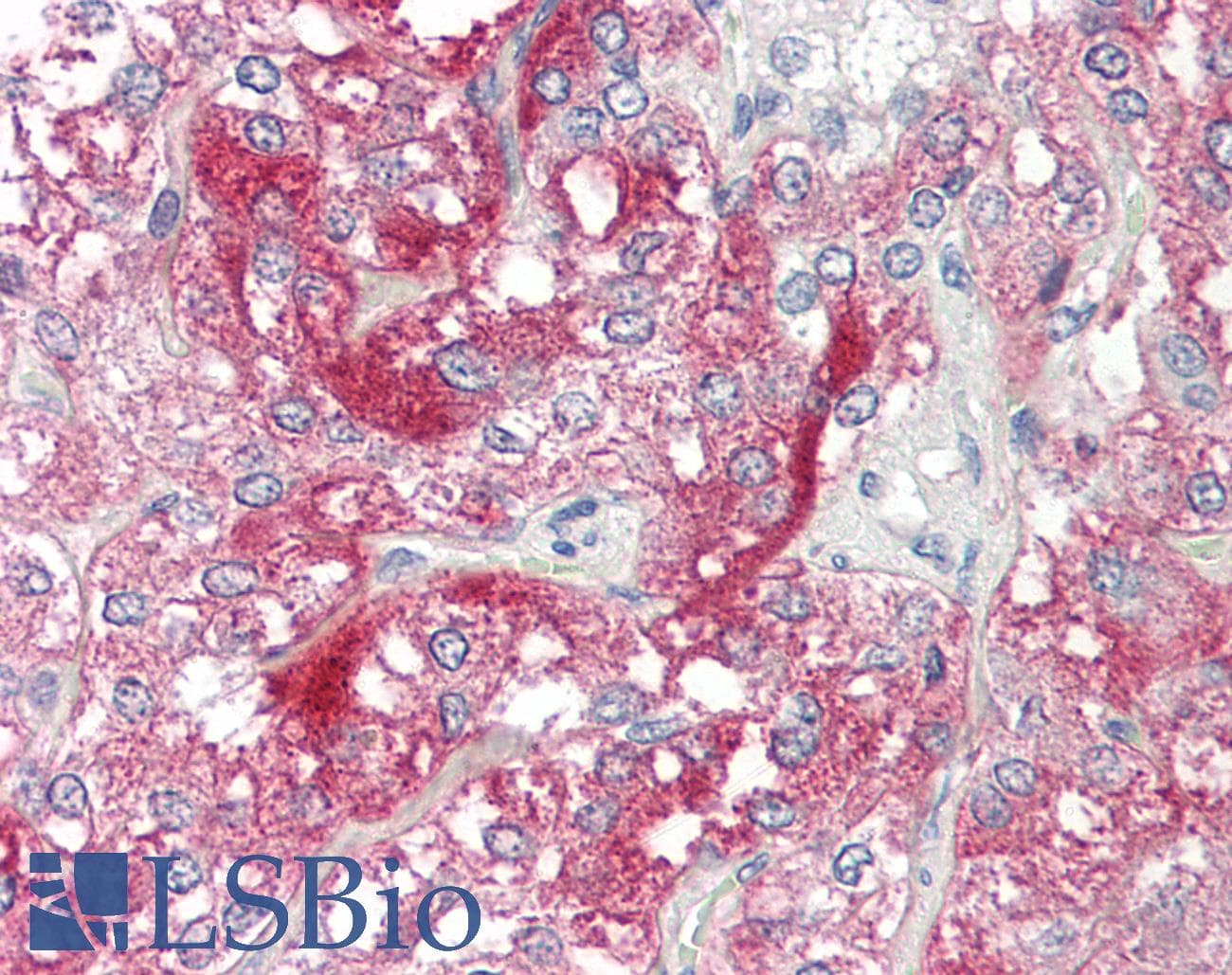 IHC-plus™ NXPH1 Antibody (aa77-126)
