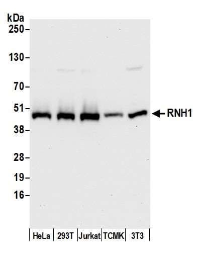 RNH1 Antibody (aa1-50)