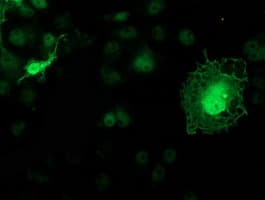 Monoclonal Mouse anti-Human KCTD14 Antibody (clone OTI3C7, IF, WB)