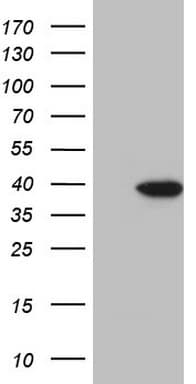 BTEB / KLF9 Antibody (clone OTI7H8)