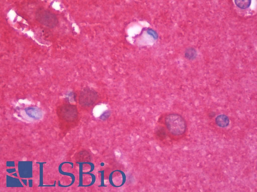 IHC-plus™ ENO2 / NSE Antibody