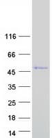 Human SSBP4 Protein (Recombinant Myc-DDK (Flag))