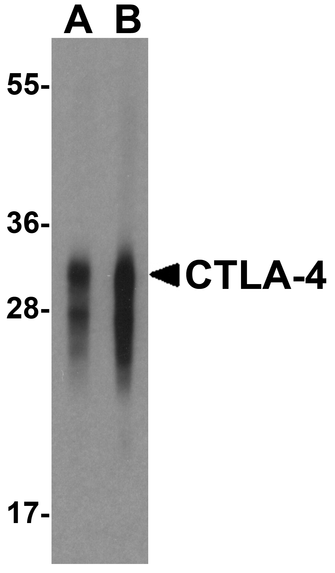 CTLA4 / CD152 Antibody (clone 1E6)