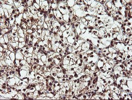 RYBP Antibody (clone OTI1B2, Carrier-free)