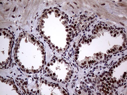 ANP32C Antibody (clone OTI10A10)