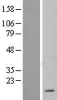 LSM3 Protein (Over-Expression Lysate Myc-DDK (Flag))
