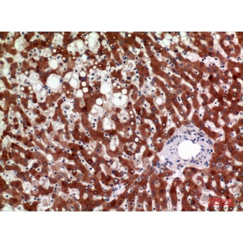 HSD11B1 / HSD11B Antibody (1-50 aa, N-terminal)
