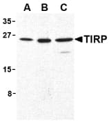 TICAM2 / TRAM Antibody