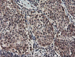 GCP60 / ACBD3 Antibody (clone OTI3A1)