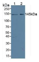 SYMPK / Symplekin Antibody (aa1-347)