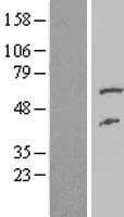 FAAH2 Protein (Over-Expression Lysate Myc-DDK (Flag))