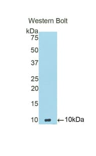 ADAMTS8 Antibody (aa832-889, PE)
